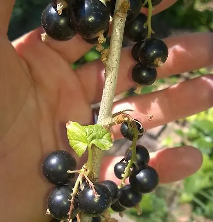 Bed & Breakfast Casa Dell'arciprete Arielli